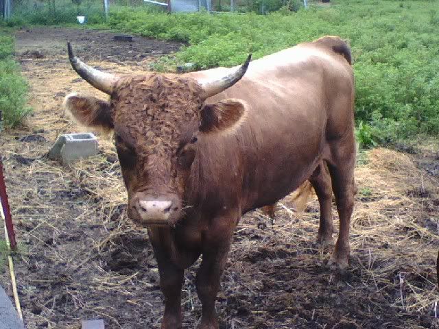 FS: 10 mo. Heifer  3/4 Dexter 1/4 Jersey- Middle TN - Cattle