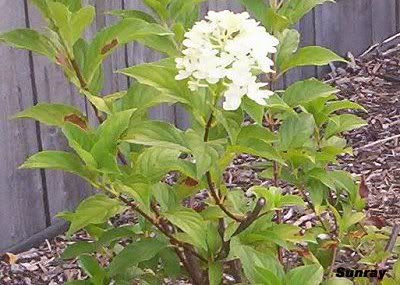 How Much Sun Does A Hydrangea Need To Bloom - Can Hydrangeas Grow In Full Shade