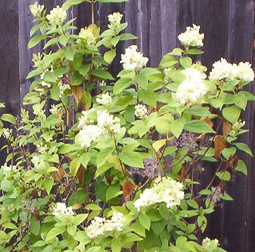 Vanilla Strawberry Hydrangea