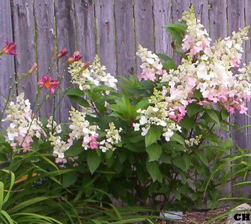  photo HydrangeaPinkyWinky813.jpg