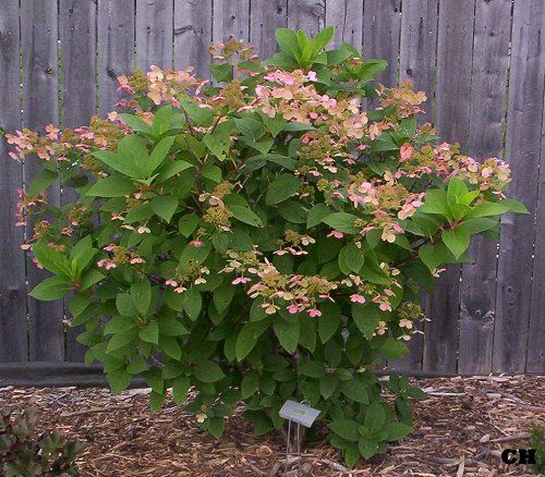  photo HydrangeaQuickFire813.jpg