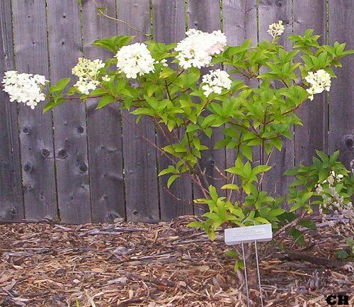  photo HydrangeaVanillaStrawberry813.jpg