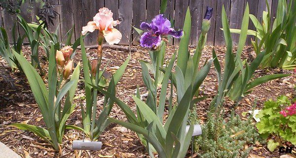  photo Iris1513.jpg