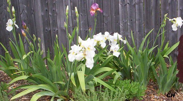  photo Iris2513.jpg