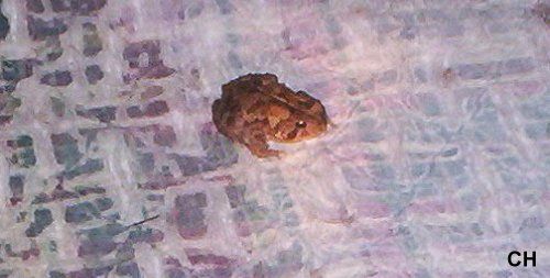  photo Toad813.jpg