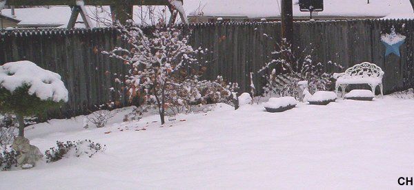  photo 1213Snow.jpg