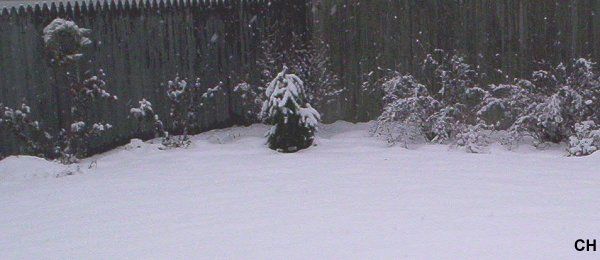  photo 1213Snow3.jpg