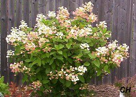  photo 714HydrangeaQuickFire714.jpg