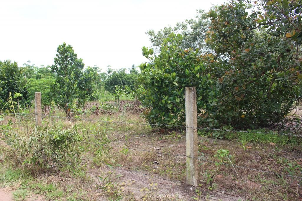 Bán đất bình thuận(đức linh) 10.700 m2 - 10