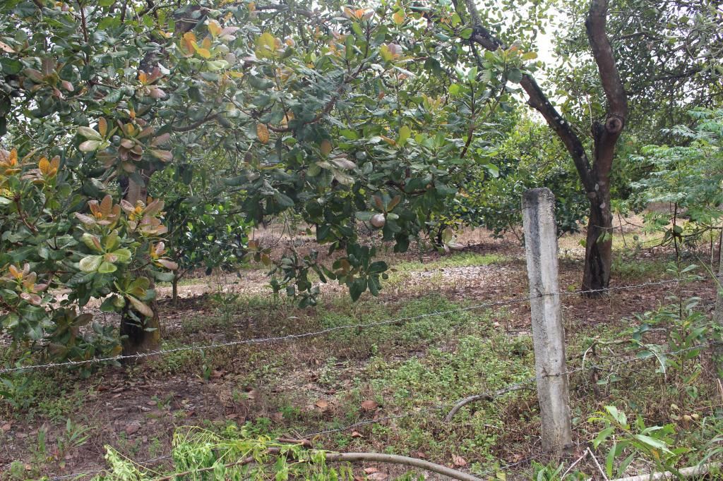 Bán đất bình thuận(đức linh) 10.700 m2 - 12