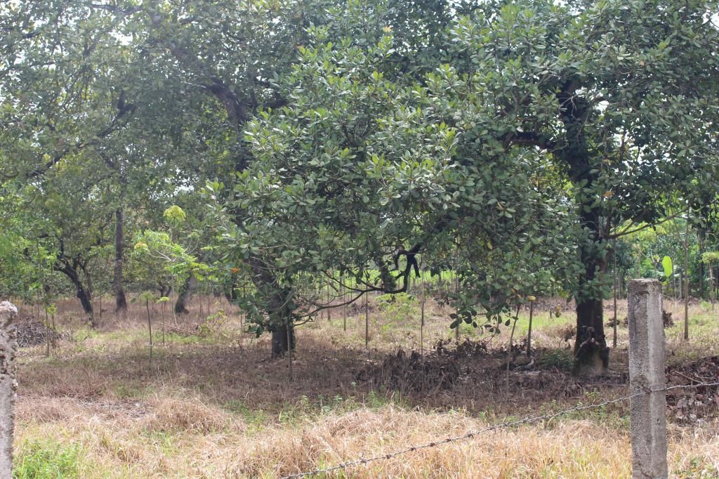 Bán đất bình thuận(đức linh) 10.700 m2 - 15