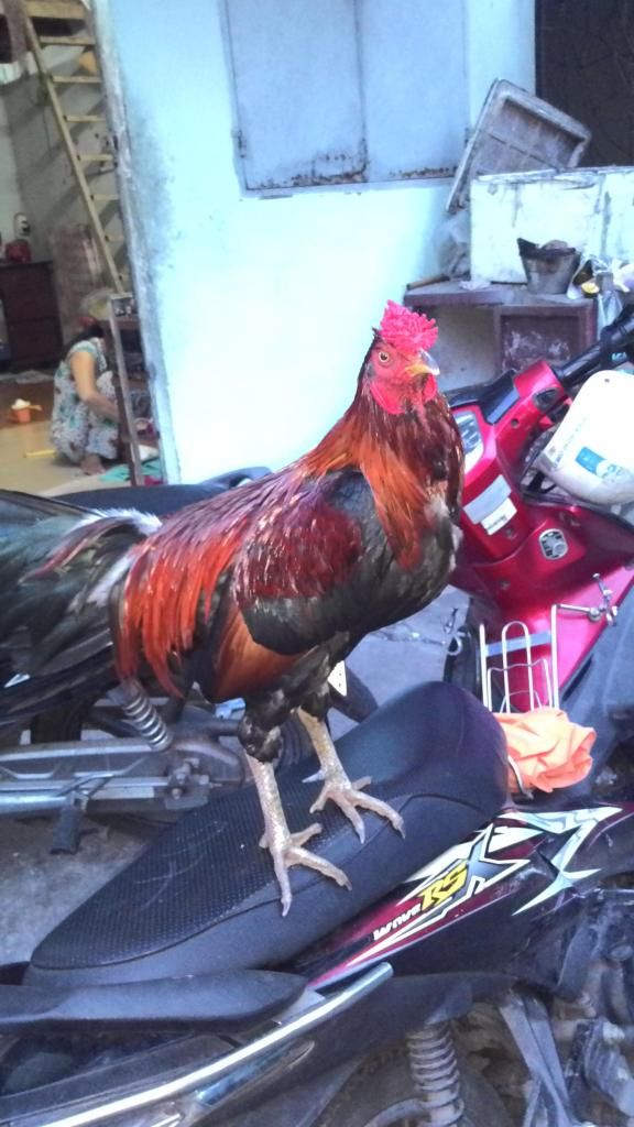 bán con gà ở quê mang lên cho ai cần 850k - 1