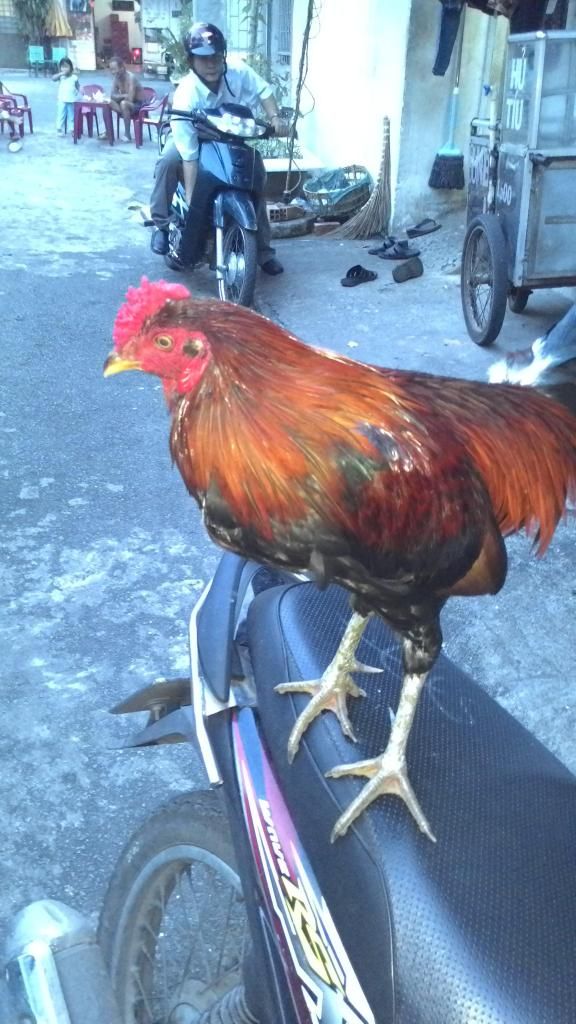 bán con gà ở quê mang lên cho ai cần 850k