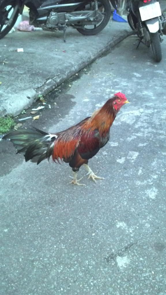 bán con gà ở quê mang lên cho ai cần 850k - 3