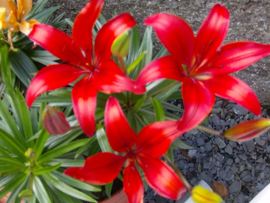 lillies photo: Lillies HPIM0075.jpg