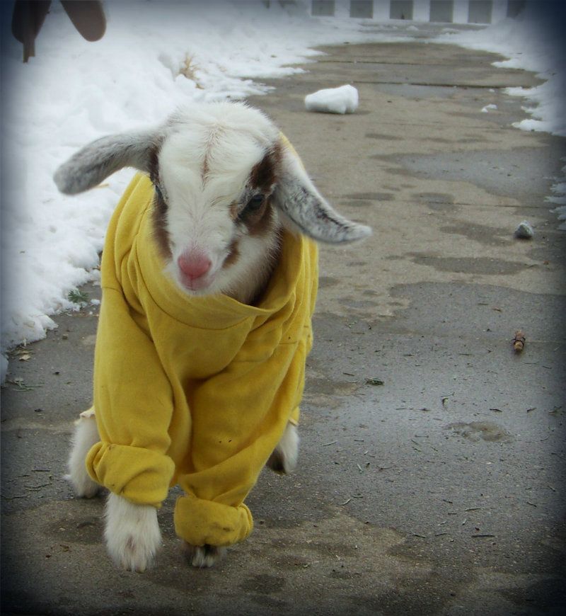 Goats in coats? - Goats