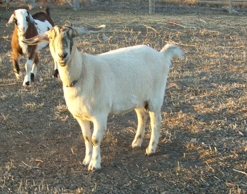 For Sale and Wanted - Goats