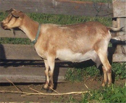 For Sale and Wanted - Goats