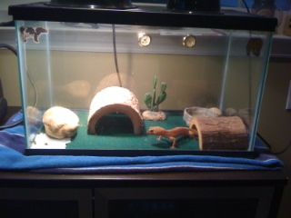 geicotank.jpg
