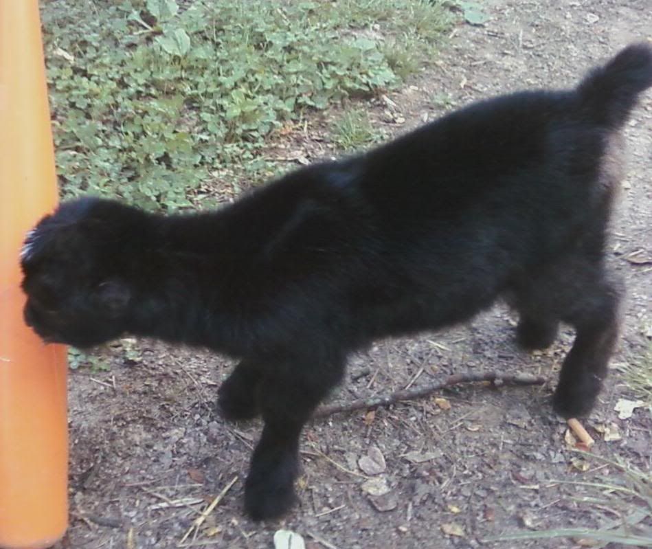 More 2012 Kid Pics - Goats