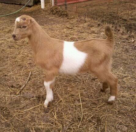 New Jr. Herdsire - Goats