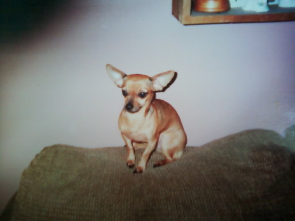 Saying Goodbye - Goats