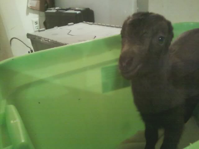 Name This Goat Game (Baby Pictures) - Goats