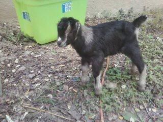 More 2012 Kid Pics - Goats