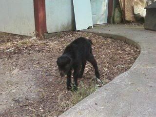 More 2012 Kid Pics - Goats