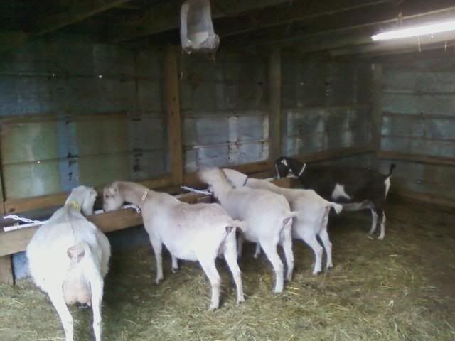 Tie-up at Feeding Time (Pics) - Goats