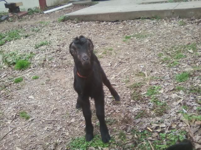 Name This Goat Game (Baby Pictures) - Goats