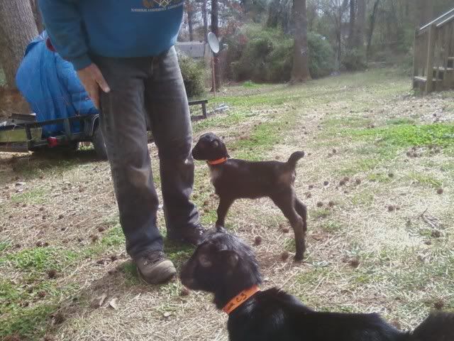 Name This Goat Game (Baby Pictures) - Goats