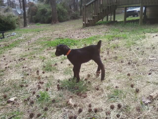 Name This Goat Game (Baby Pictures) - Goats