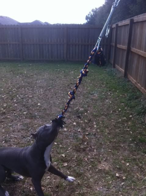 spring pole for pitbulls