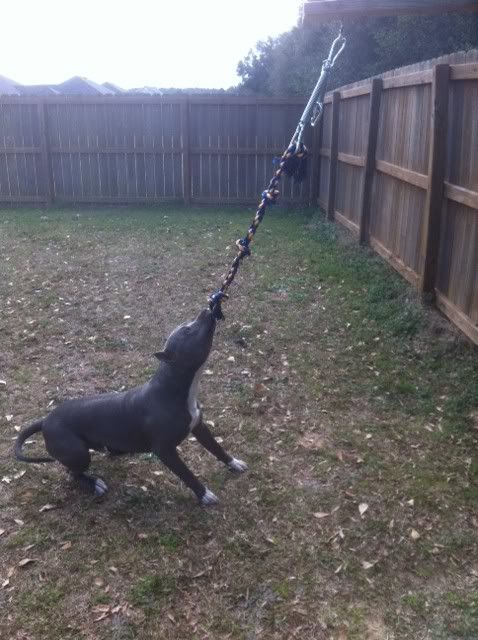 spring pole for pitbulls