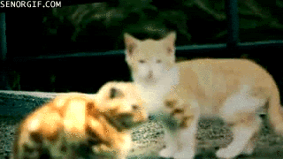 funny-gifs-hide-everyone-from-this.gif