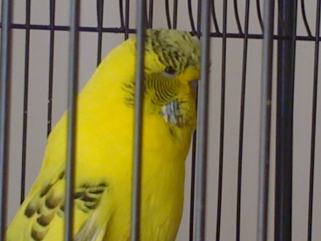 budgie009.jpg