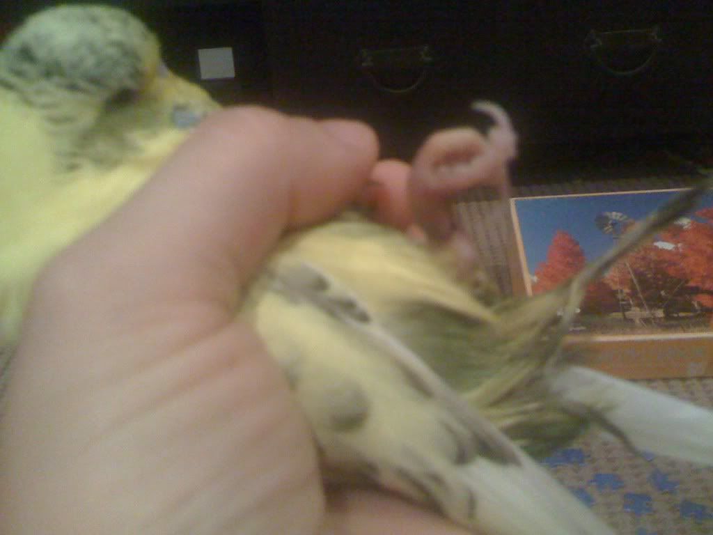 budgie2004.jpg
