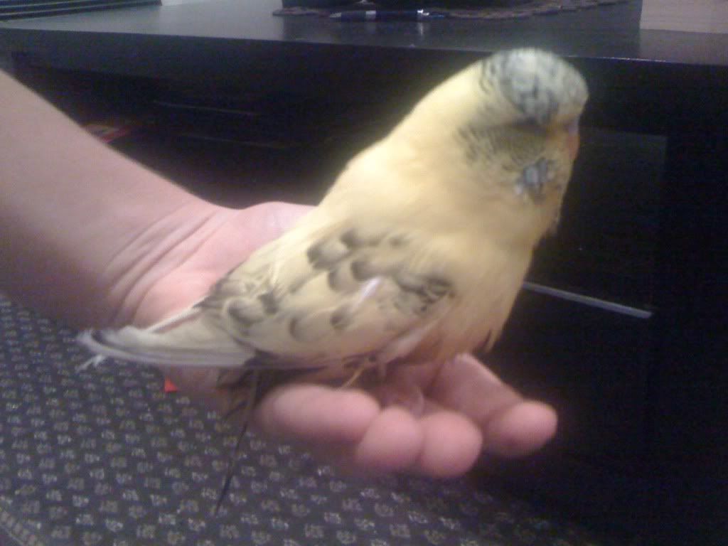 budgie2016.jpg