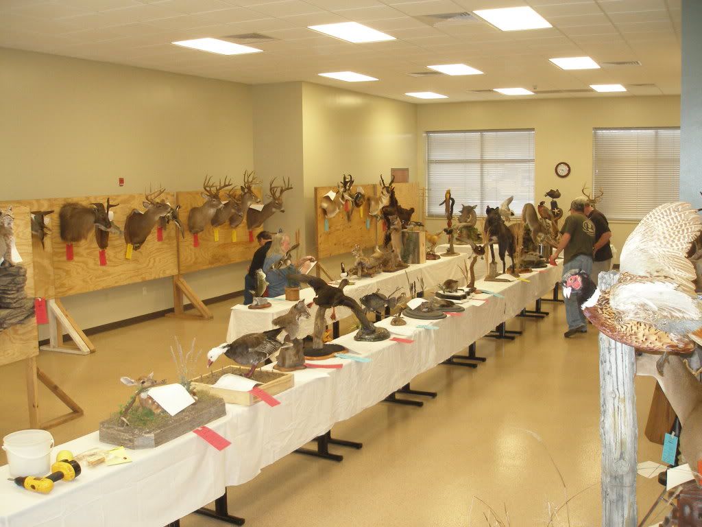 Arkansas Taxidermist Assoc. pics to the Forum and Community!