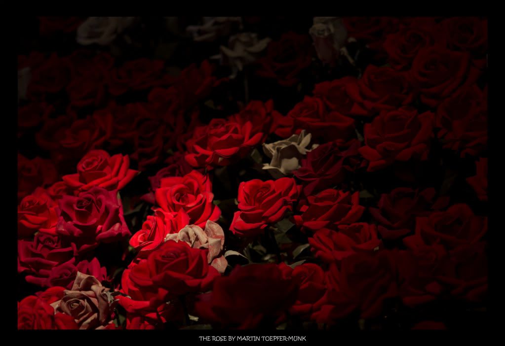 rose Pictures, Images and Photos