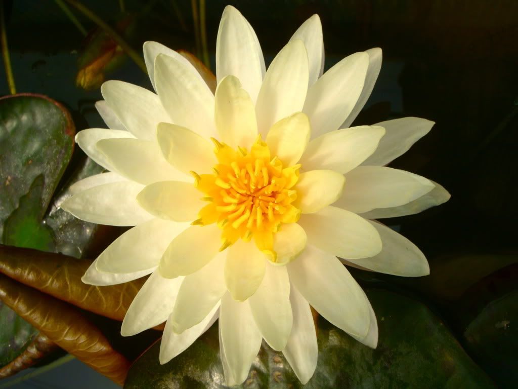 white lotus bloom photo: white lotus bloom DSC00534.jpg