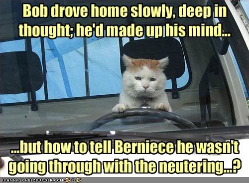 funny-pictures-cat-does-not-want-to-get-neutered.jpg