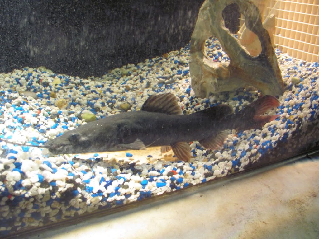 AsainRedTailCatFish - Fresh Water LARGE fish for sale