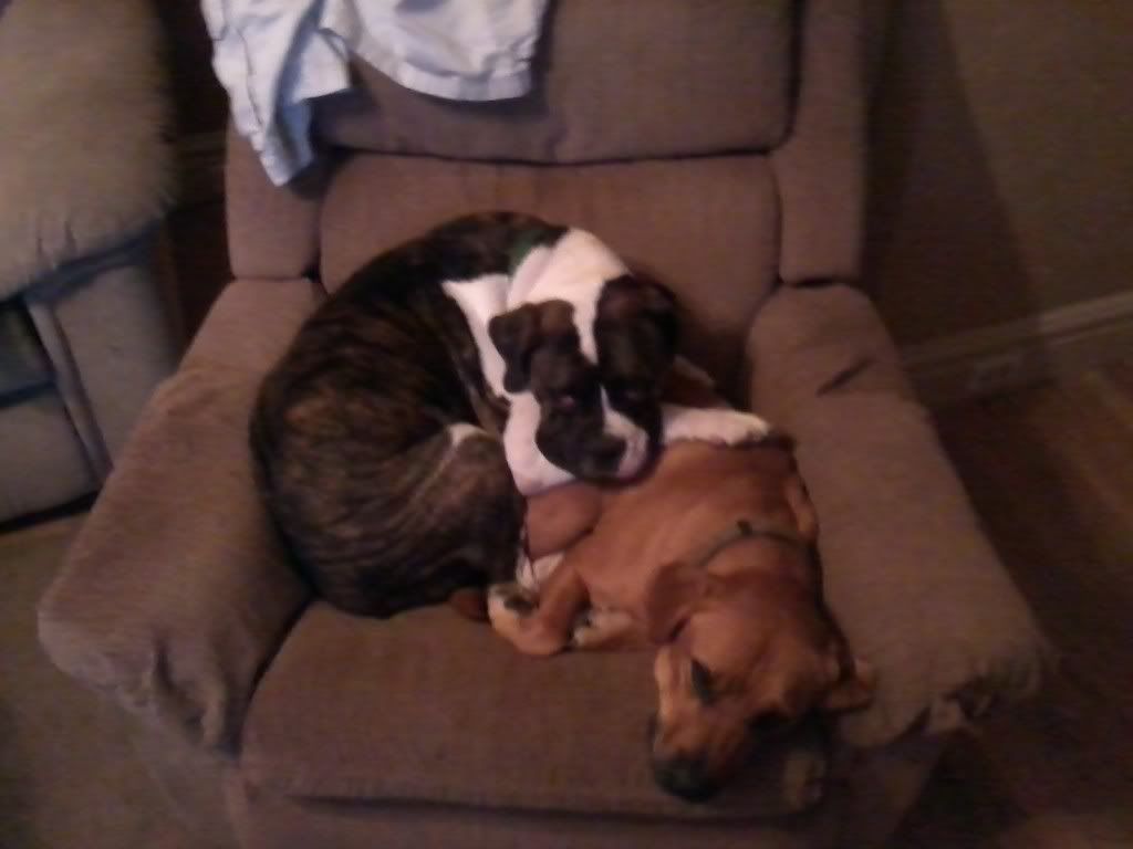 Boxer Bloodhound Mix Be a boxer\bloodhound mix. Boxer Bloodhound Mix Be a boxer\bloodhound mix.