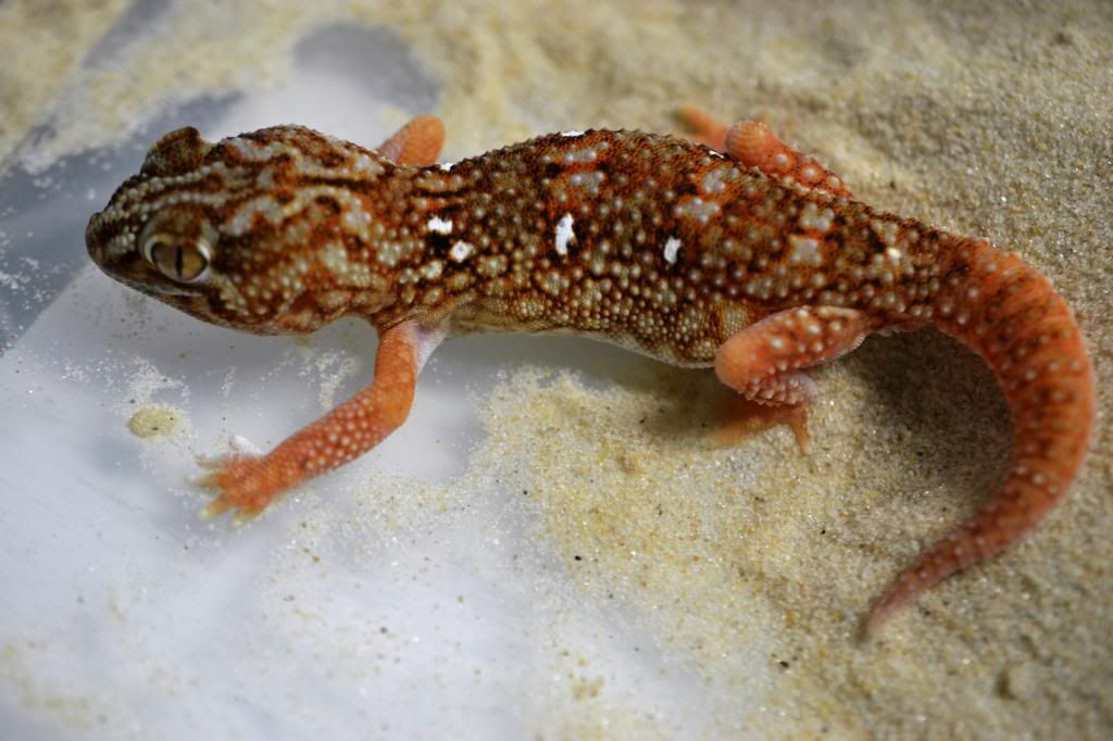 ChondrodactylusanguliferMale_zpsbf9a793f.jpg