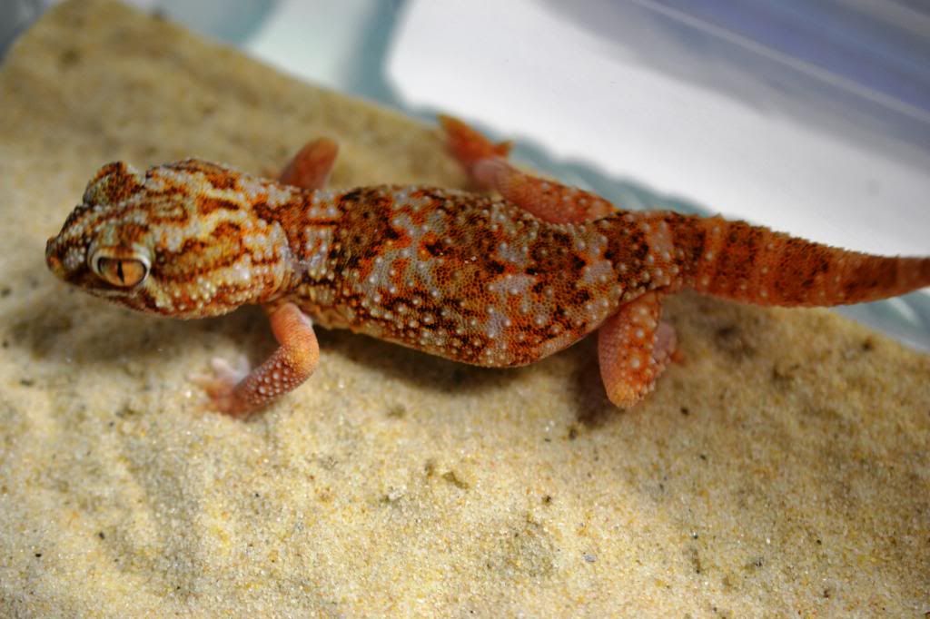 Chondrodactylusanguliferfemale_zps0bc1c415.jpg