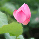 gif,animated,lighthearted,flower,lotus,blossom,pink