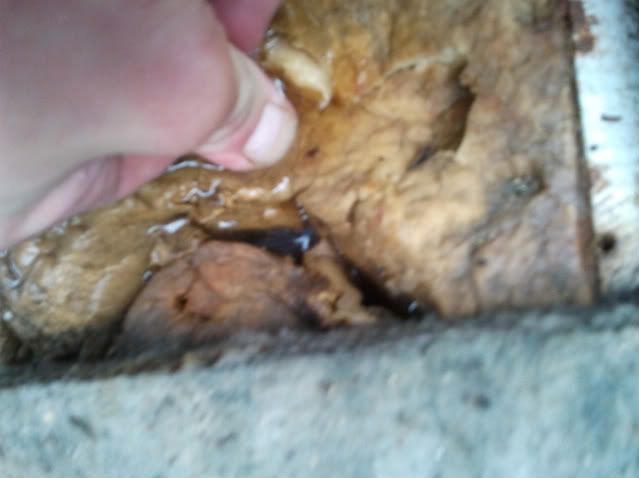 2011-05-25075215.jpg