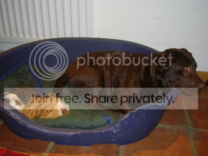 bistoandpigs.jpg